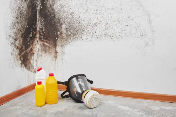 Trusted Staunton, IL Mold Removal Experts
