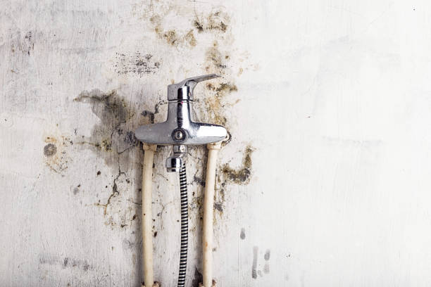 Best Mold Cleaning Services  in Staunton, IL
