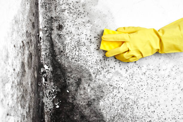 Best Professional Mold Removal  in Staunton, IL