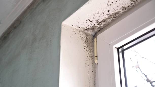 Best Home Mold Removal  in Staunton, IL