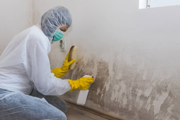 Best Mold Damage Repair  in Staunton, IL