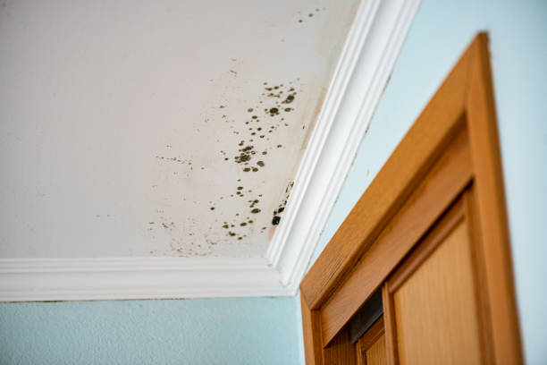 Best Commercial Mold Removal  in Staunton, IL