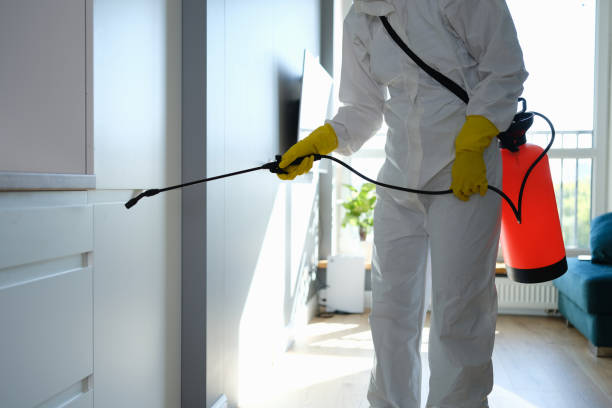 Best Same-Day Mold Removal  in Staunton, IL