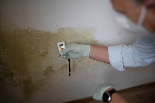 Best Residential Mold Removal  in Staunton, IL
