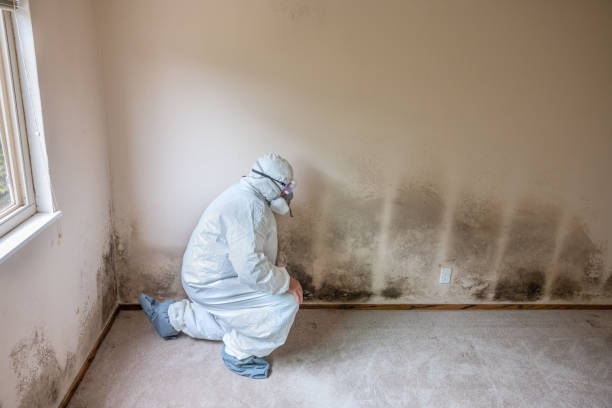 Best Crawl Space Mold Removal  in Staunton, IL
