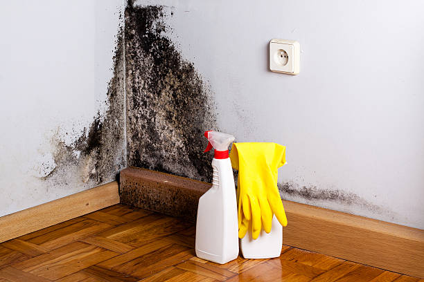 Best Mold Testing  in Staunton, IL