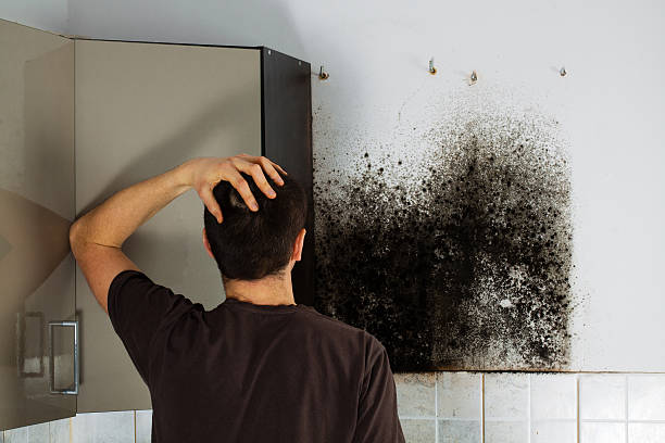 Best Emergency Mold Removal  in Staunton, IL