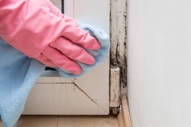 Best Mold Removal Near Me  in Staunton, IL