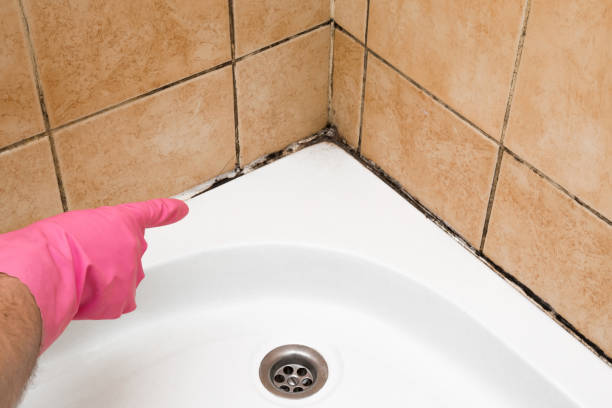 Best Attic Mold Removal  in Staunton, IL