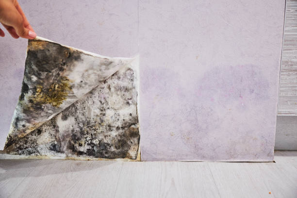Best Affordable Mold Removal  in Staunton, IL
